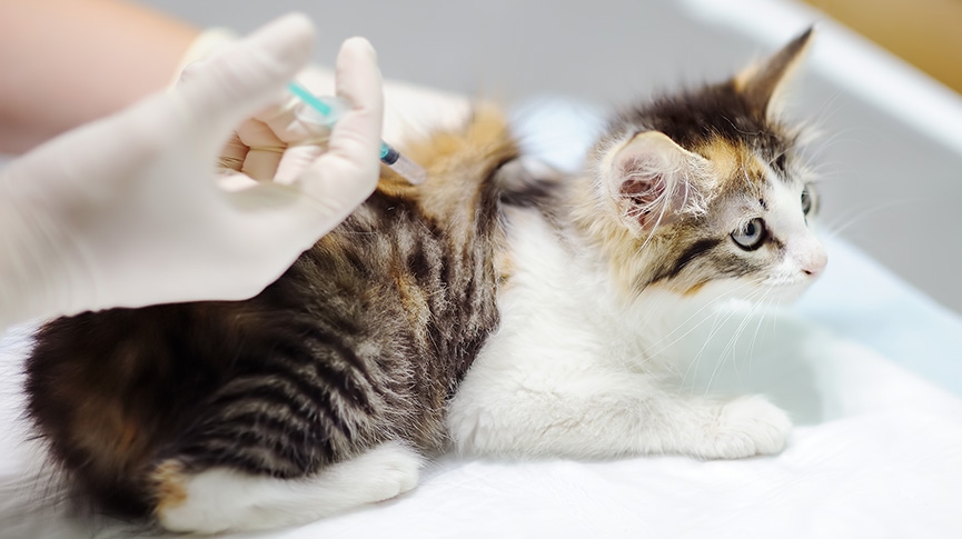 貓瘟死亡率高達9成-貓瘟成因-潛伏期-症狀及預防